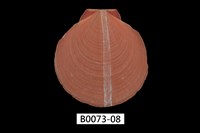 藏品(日月蛤)的圖片